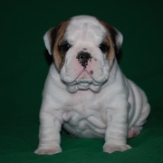 cute and lovely english bulldog puppies available for loving and carin